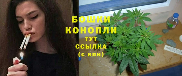 индика Новозыбков