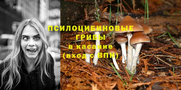 индика Новозыбков