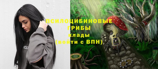 индика Новозыбков